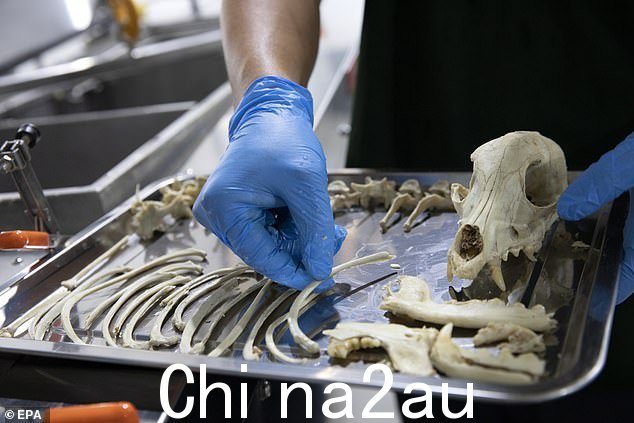 也称为碱性水解,该过程涉及在水流和碱性化学物质中快速分解尸体 - 仅留下液体和骨头(如图)