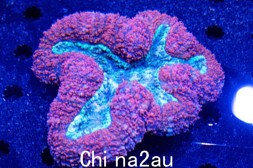 浅水槽中的彩色珊瑚。