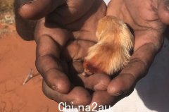 罕见的有袋鼹鼠在沙滩上“划水”“不可思议”（视频/图片）