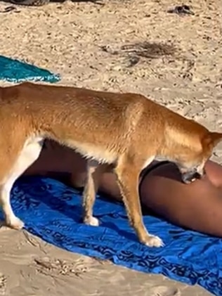 A K'gari（弗雷泽岛）的野狗咬伤了一名在海滩享受一天的法国游客。图片：环境与科学部。