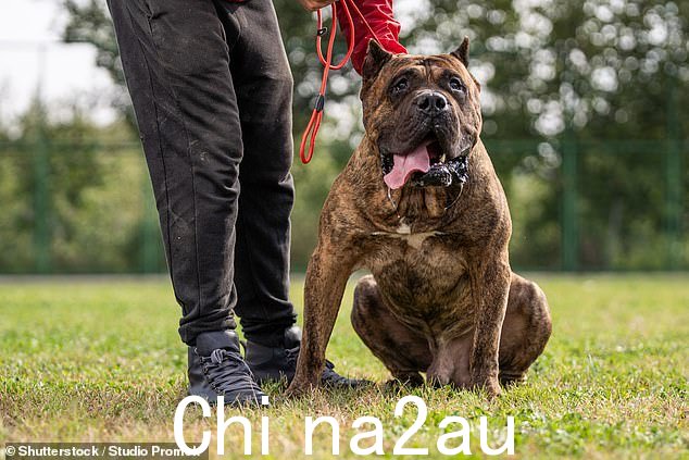 西班牙獒犬 Presa Canario 是昆士兰州农业部长 Mark Furner 发布的新讨论文件中提议禁止的犬种之一