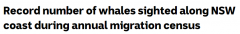 去观鲸吧！今年新州鲸鱼数量猛增，目击鲸鱼数量创历史新高（图）
