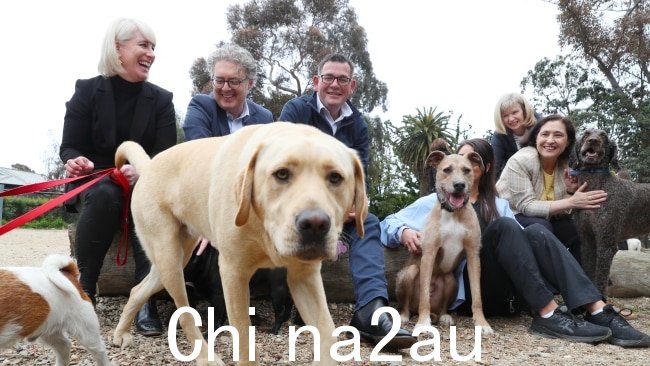安德鲁斯政府正在进行澳大利亚第一次宠物普查。文件图像。图片：NCA NewsWire / David Crosling