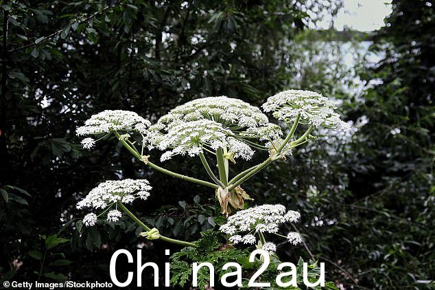 巨型猪草能长到 16 英尺高,开出紧密排列的白色花朵,从远处看可能很诱人。但这种植物被称为“英国最危险的植物”,谢谢触摸后会导致人类严重烧伤和起水泡