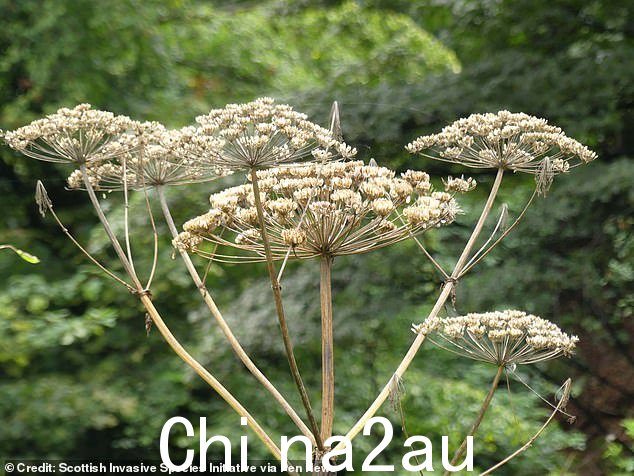 罗斯·麦克弗森 (Ross McPherson) 估计他在苏格兰东洛锡安邓巴 (Dunbar) 的家附近骑自行车时擦过了可怕的巨型猪草