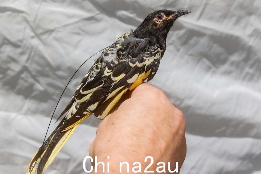 一只中等大小的黑色和黄色的鸟，已安装带有一个小型无线电发射器，坐在人的手上。” width=