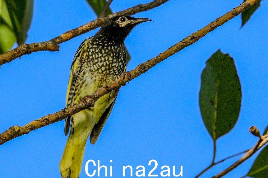 一只黑色和黄色的中型鸟坐在一根树枝，以蓝天为背景。” width=