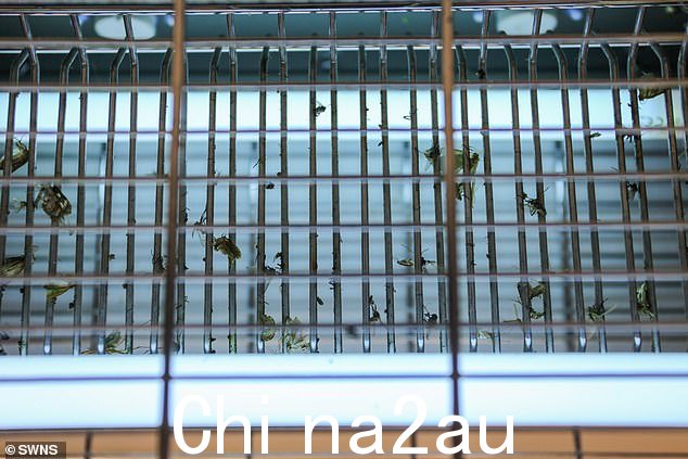 她继续说道:“我认为今年苍蝇大量涌入有几个原因,包括气候变化、让草坪和花园生长以及将食物残渣扔进垃圾箱。 “对此我们无能为力,但我们只能尝试与他们共存。” class=