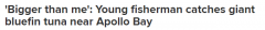 澳洲小男孩运气真好，钓到近2米长的蓝鳍金枪鱼！鱼比人还高，人生第一条鱼将“中大奖”（图）