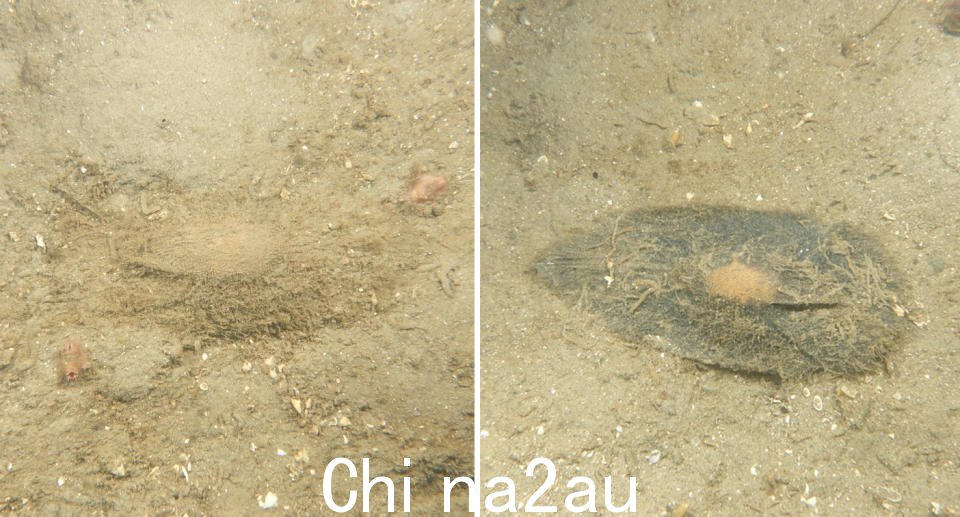 “左边，海底的沙子里隐藏着一个几乎看不见的蛋。右边，可以看到一个更显眼的象鱼蛋，呈灰色，沙子里有一个橙色的中心。”