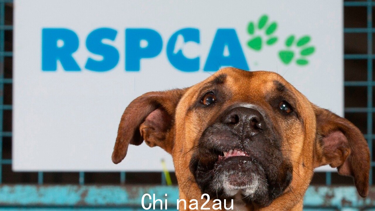 RSPCA 在危机时刻为宠物投降上升” fetchpriority=