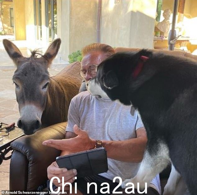 全家人:在社交媒体平台上发布的各种视频中,可以看到这些动物与群首一起吃喝