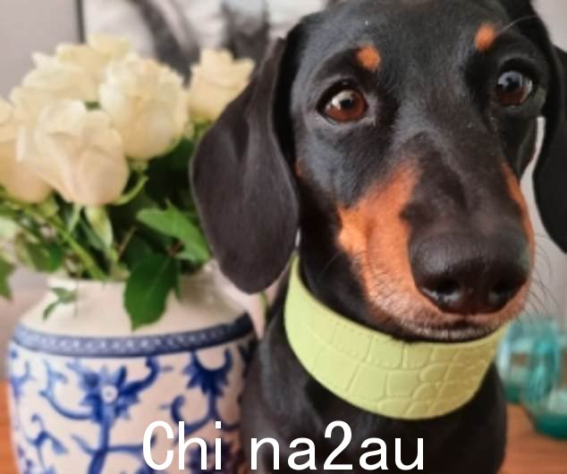 Max 是一只匈牙利腊肠犬,爬楼梯时感到不舒服,这是一个问题,因为他和 46 岁的主人 Ian Mackenzie 住在一栋四层楼的房子里