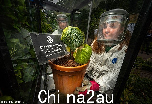 Gympie Gympie 布满致命毒素,如果被触摸,会在皮肤中停留长达一年