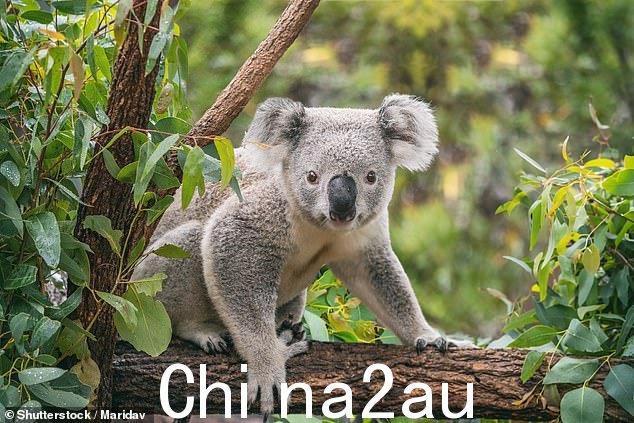 考拉只能在澳大利亚找到,当不入侵足球场时,通常会发现睡在桉树上