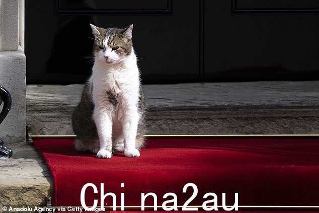 拉里猫等待乔·拜登总统抵达唐宁街 10 号