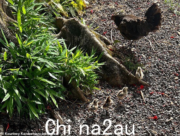 IYKYK!这位有一半亚美尼亚血统的社交名流还发布了一张母鸡和她的小鸡的照片,自 1982 年伊瓦飓风驱散了无数小鸡后,这种景象在考艾岛就很常见了,这些鸡的数量呈指数级增长