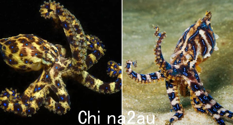 南方蓝环章鱼 (Hapalochlaena maculosa)（左）和蓝环章鱼 (Hapalochlaena fasciata)（右）是两种常见物种。来源：Google 图片