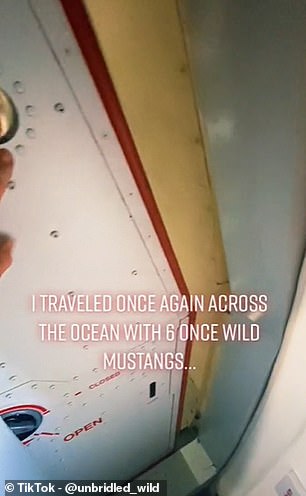在另一个 TikTok 中,@unbridled_wild 透露了她如何在货机上带着六匹“曾经狂野的野马”旅行