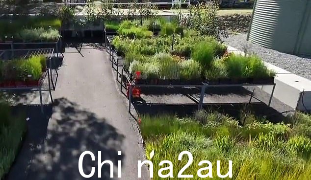 数以千计原本要种植的幼苗现在面临死亡的危险