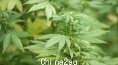 新南威尔士州警方突击搜查了多处房屋！价值120万美元的大麻作物被查获 两名亚洲人被捕（图）