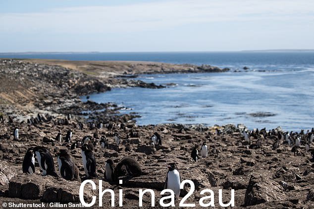 跳岩企鹅沿着福克兰群岛圆石岛的岩石海岸线移动