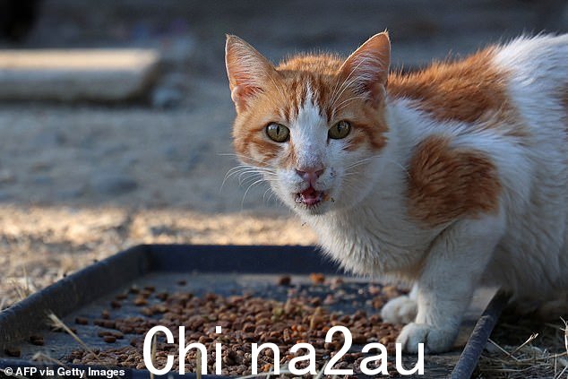 2023 年 6 月 22 日,一只流浪猫在尼科西亚市建立的收容所里吃东西