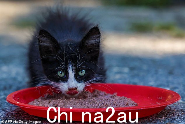 2023年6月14日,一只流浪猫在塞浦路斯首都尼科西亚的一处墓地进食