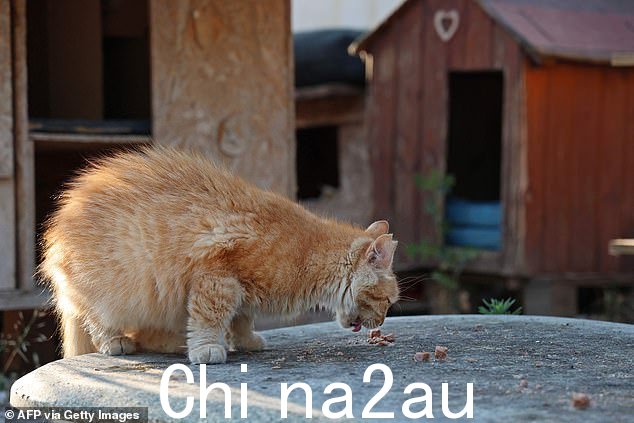一只被遗弃的猫在市政建立的收容所吃东西2023 年 6 月 22 日,尼科西亚市