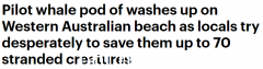 一大群领航鲸在澳大利亚海滩搁浅，当地人赶到海湾营救！当局发出警告（视频/照片）