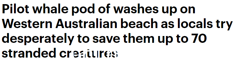 澳洲海滩一大群领航鲸搁浅，当地人赶到海湾救援！当局发出警告（视频/照片）-1