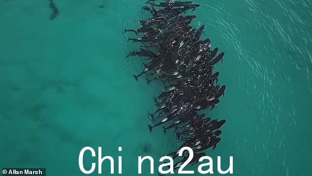 一大群领航鲸在澳大利亚海滩搁浅，当地人赶到海湾救救他们！当局发出警告（视频/照片）- 5