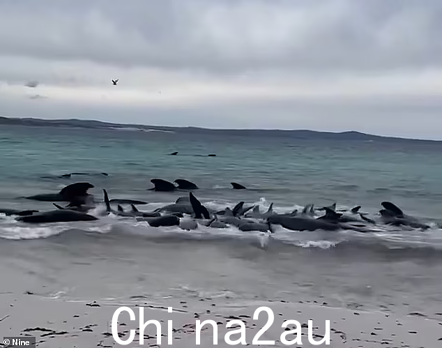 一大群领航鲸在澳大利亚海滩搁浅，当地人赶到海湾营救！当局发出警告（视频/照片）- 2