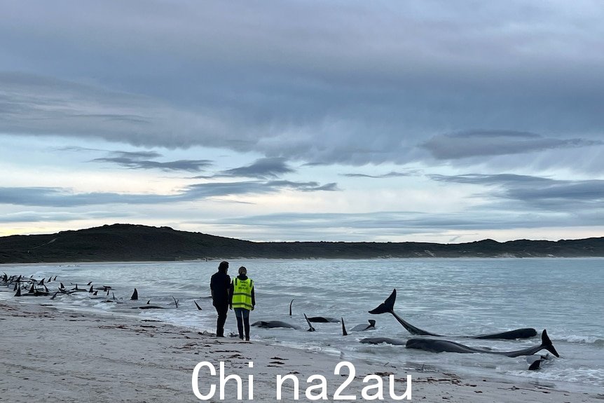两个人在海滩上看着搁浅的鲸鱼。