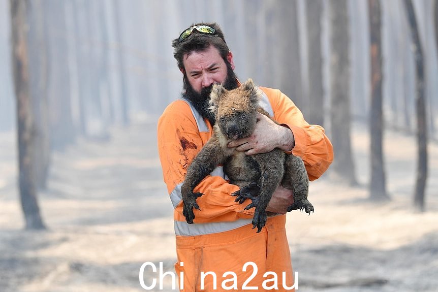 阿德莱德野生动物救援人员在燃烧的森林中看到被救的考拉。