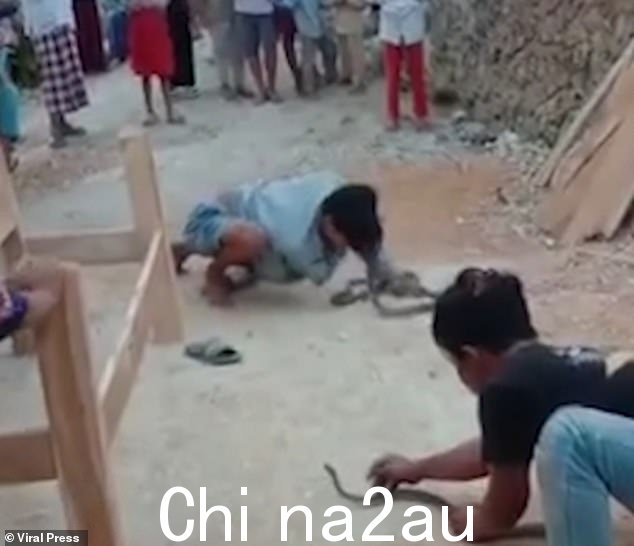 这是一个可怕的时刻,20 岁的耍蛇者阿卜杜勒·马尼尔 (Abdul Manir) 于周三在印度尼西亚爪哇中部试图亲吻宠物眼镜蛇时被其咬伤致死
