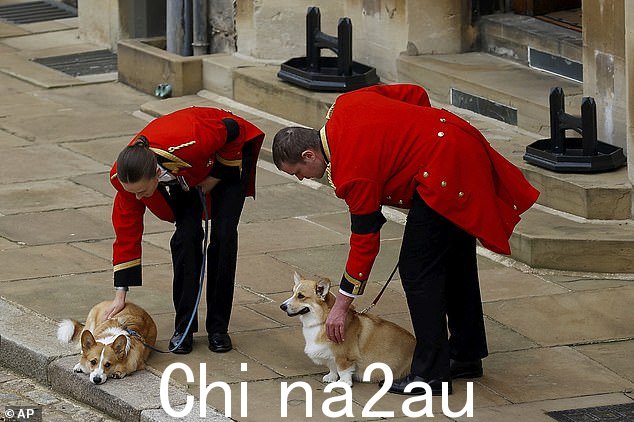 当君主的交付仪式进行时,照顾已故女王心爱的柯基犬的皇家助手们对它们表示同情