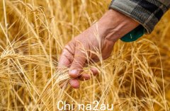 澳大利亚寻求中国就大麦关税做出决定，最后期限迫在眉睫（如图）