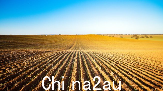 中国同意取消对澳大利亚大麦80.5%的贸易关税。图片：Getty Images