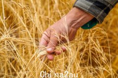 中国同意取消澳大利亚大麦进口关税壁垒（图）