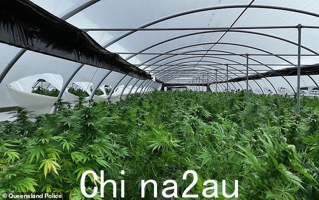 警方据称在周五和周六的搜捕行动中查获了价值超过 6000 万美元的大麻(如图所示,大麻种植在玛丽亚山温室之一内)