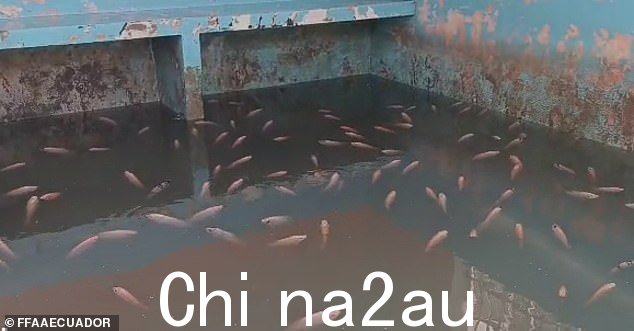 士兵们在行动中发现了一滩罗非鱼。据报道,他们还发现了一个“农场”,里面有鸡、鸭、狗以及野生动物” class=