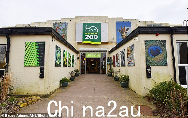 布莱克浦动物园是英国唯一成功繁育鹈鹕的地方