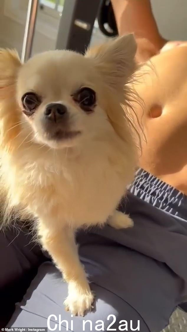 退后!在他的 Instagram 上分享的一段视频中,小皮普无疑是一只优秀的护卫犬,当马克的训练师朋友在锻炼期间接近主持人时,她对着他狂吠和咆哮。” class=
