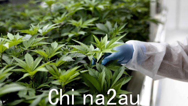 绿党提出了一项法案,旨在使澳大利亚各地的大麻合法化。图片:Konstantinos Tsakalidis/Getty Images