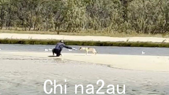 视频中出现一名男子向卡加里的野狗递水瓶。图片：昆士兰环境与科学部