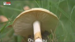 据信，惠灵顿牛肉派是艾琳·帕特森 (Erin Patterson) 午餐时提供的菜肴，导致三名家庭成员后来疑似中毒死亡