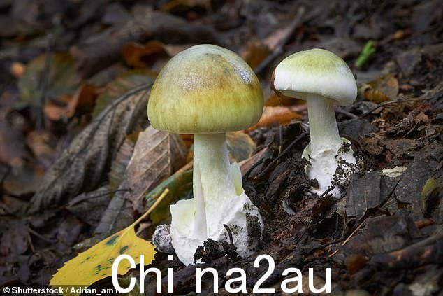被认为是死帽蘑菇的致命毒素针对肝脏和肾脏
