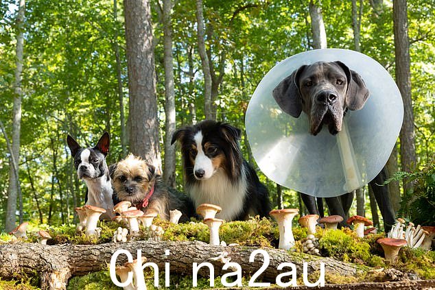 正如史酷比会说的那样:ruh-roh。任何观看犬类电影《流浪汉》的人都应该注意,期待《小姐与流浪汉》:从色调上看,它更接近《落水狗》