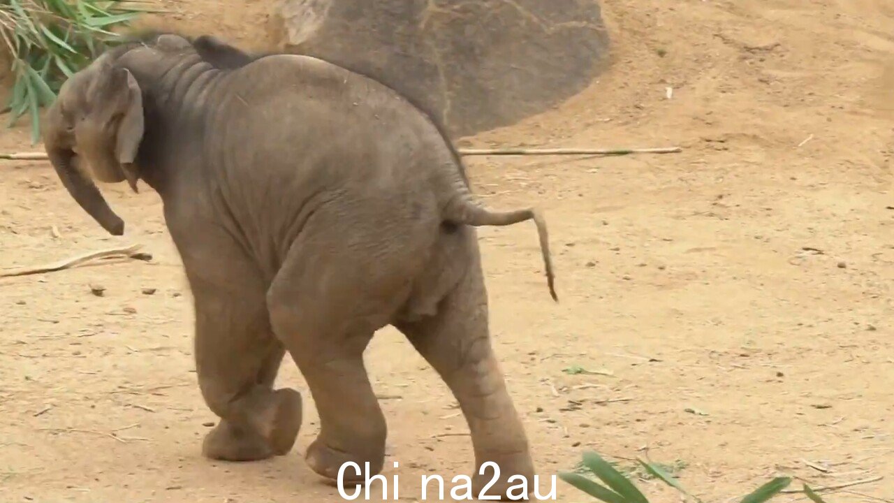 墨尔本动物园的新大象公众投票后的名字” fetchpriority=